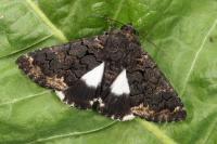 Catephia alchymista