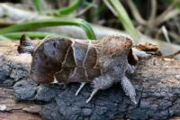 Clostera pigra