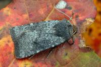 Conistra staudingeri