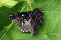 Cosmotriche lobulina