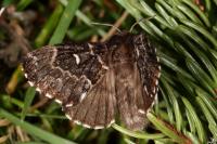 Cosmotriche lobulina