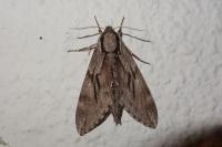 Hyloicus pinastri