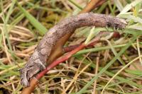 Crocallis elinguaria