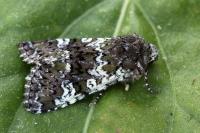 Crypsedra gemmea