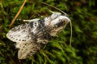 Cucullia absinthii