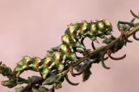 Cucullia argentea