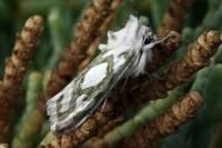 Cucullia argentea