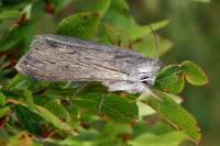 Cucullia campanulae