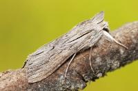 Cucullia campanulae