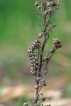 Cucullia formosa