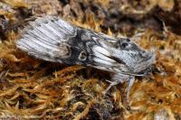 Cucullia formosa