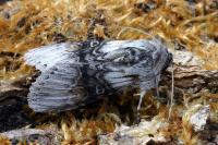 Cucullia formosa