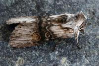 Cucullia formosa