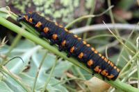 Cucullia lucifuga