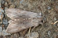 Cucullia lucifuga