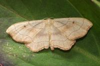 Idaea emarginata