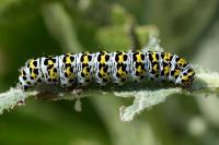 Cucullia verbasci