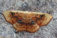 Cyclophora lennigiaria