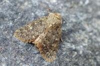 Dasypolia templi