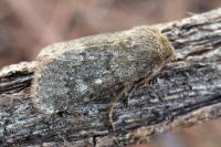 Dasypolia ferdinandi