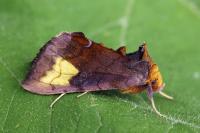 Diachrysia chryson