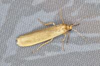 Indalia pygmaeola pallifrons