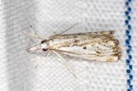Catoptria falsella