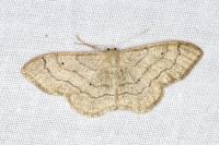 Idaea aversata