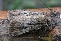 Dichagyris signifera