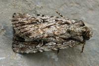 Dichagyris signifera