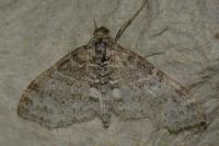 Lobophora halterata