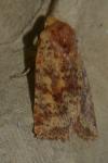 Conistra staudingeri