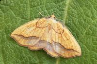 Epione repandaria