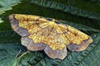 Epione vespertaria