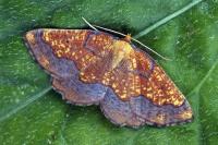 Epione vespertaria