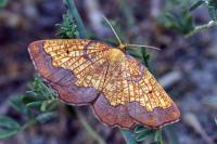 Epione vespertaria