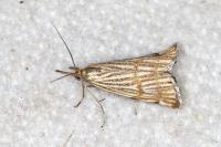 Chrysocrambus linetella