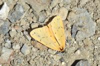Setina irrorella irrorella