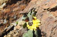 Macroglossum stellatarum