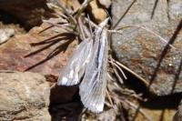 Catoptria digitellus