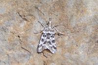 Eudonia sudetica