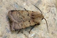 Agrotis cinerea