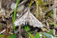 Diasemia reticularis