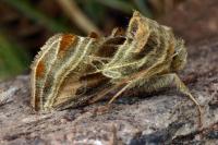 Euchalcia modestoides