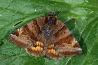 Euclidia glyphica