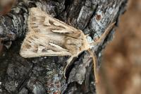 Eucoptocnemis optabilis