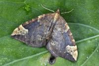 Eulithis populata