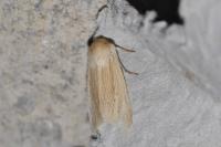 Mythimna pallens