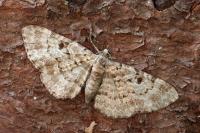 Eupithecia abietaria