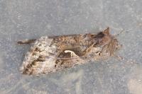 Autographa gamma